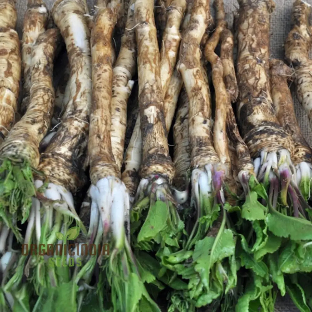 Horseradish Vegetable Seeds – Elevate Your Gardening With Robust Flavorful Roots For Culinary