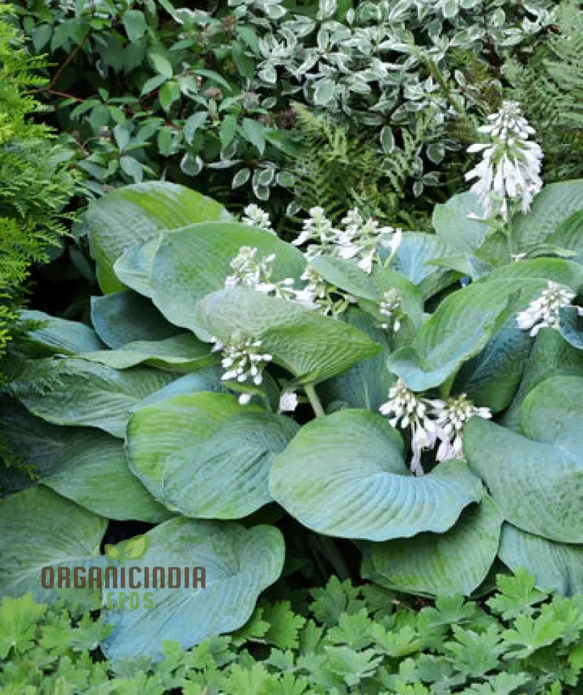 Hosta Elegans Gray-Blue Twisted White Flowers For Planting 100 Pcs Flower Seeds