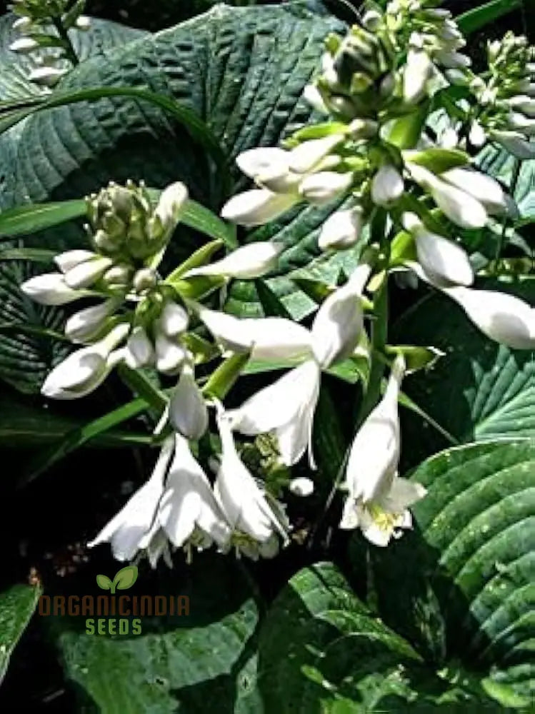 Hosta Elegans Gray-Blue Twisted White Flowers For Planting 100 Pcs Flower Seeds