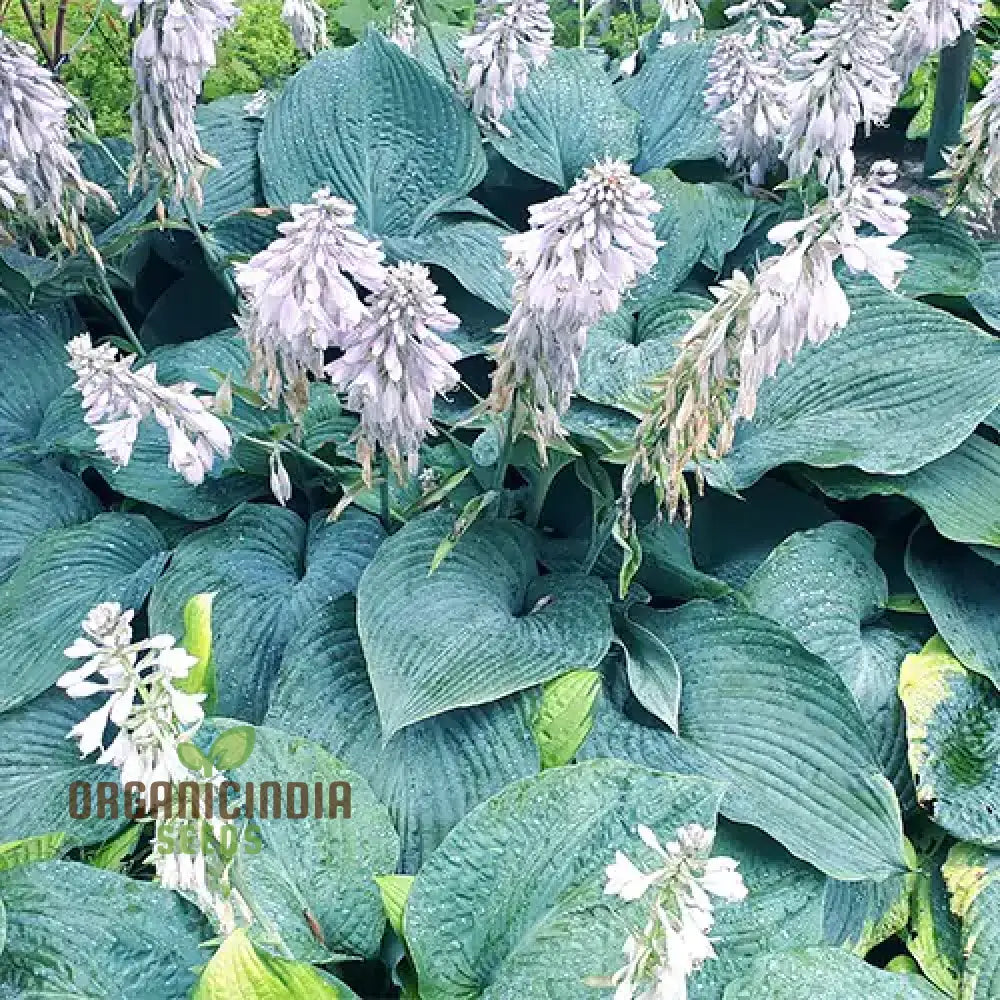 Hosta Elegans Gray-Blue Twisted White Flowers For Planting 100 Pcs Flower Seeds