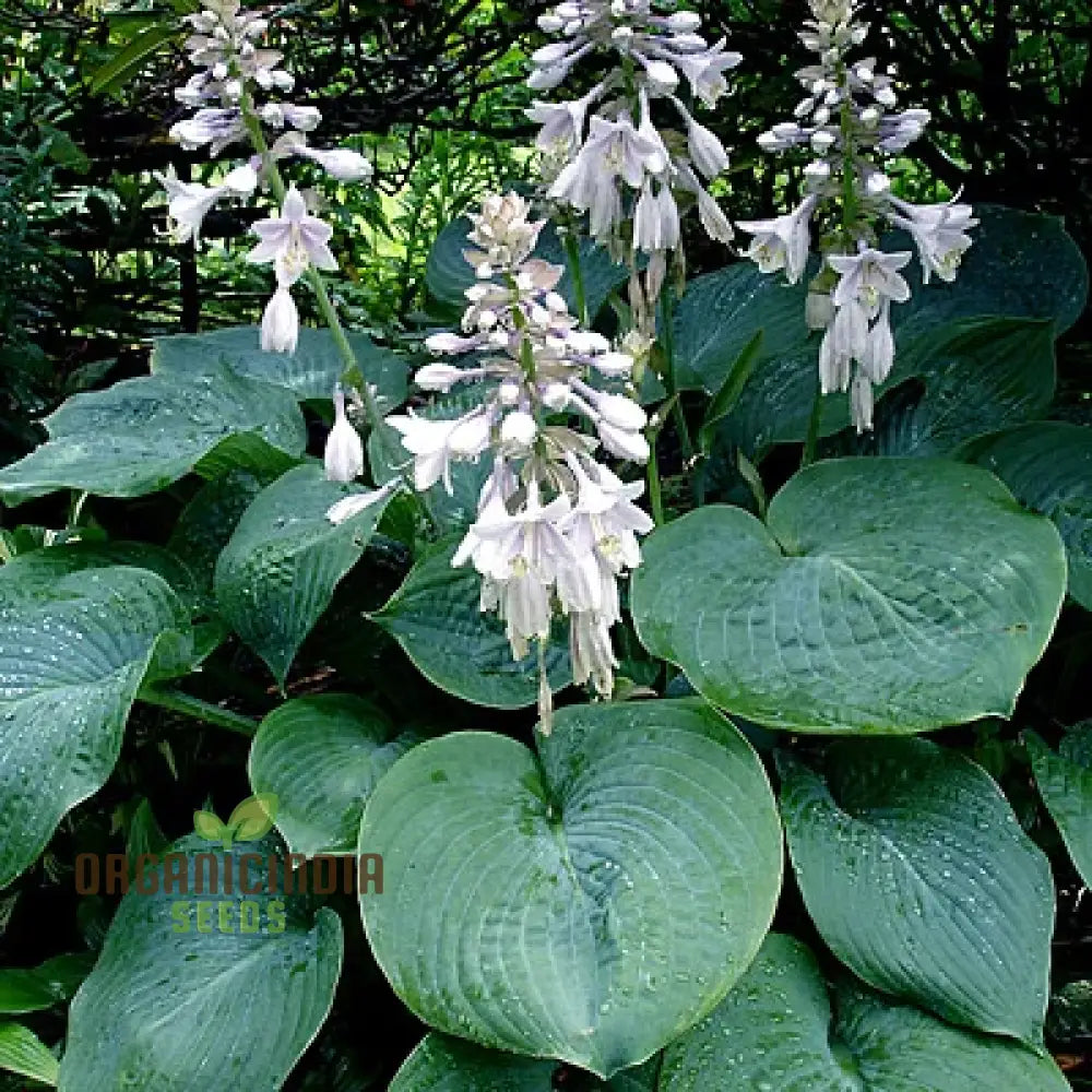 Hosta Elegans Gray-Blue Twisted White Flowers For Planting 100 Pcs Flower Seeds