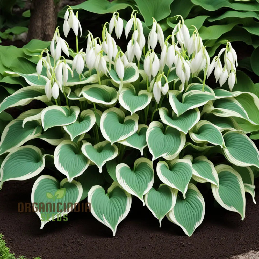 Hosta Lily Flower Seeds – Elevate Your Gardening Experience With Stunning Long-Lasting Blooms