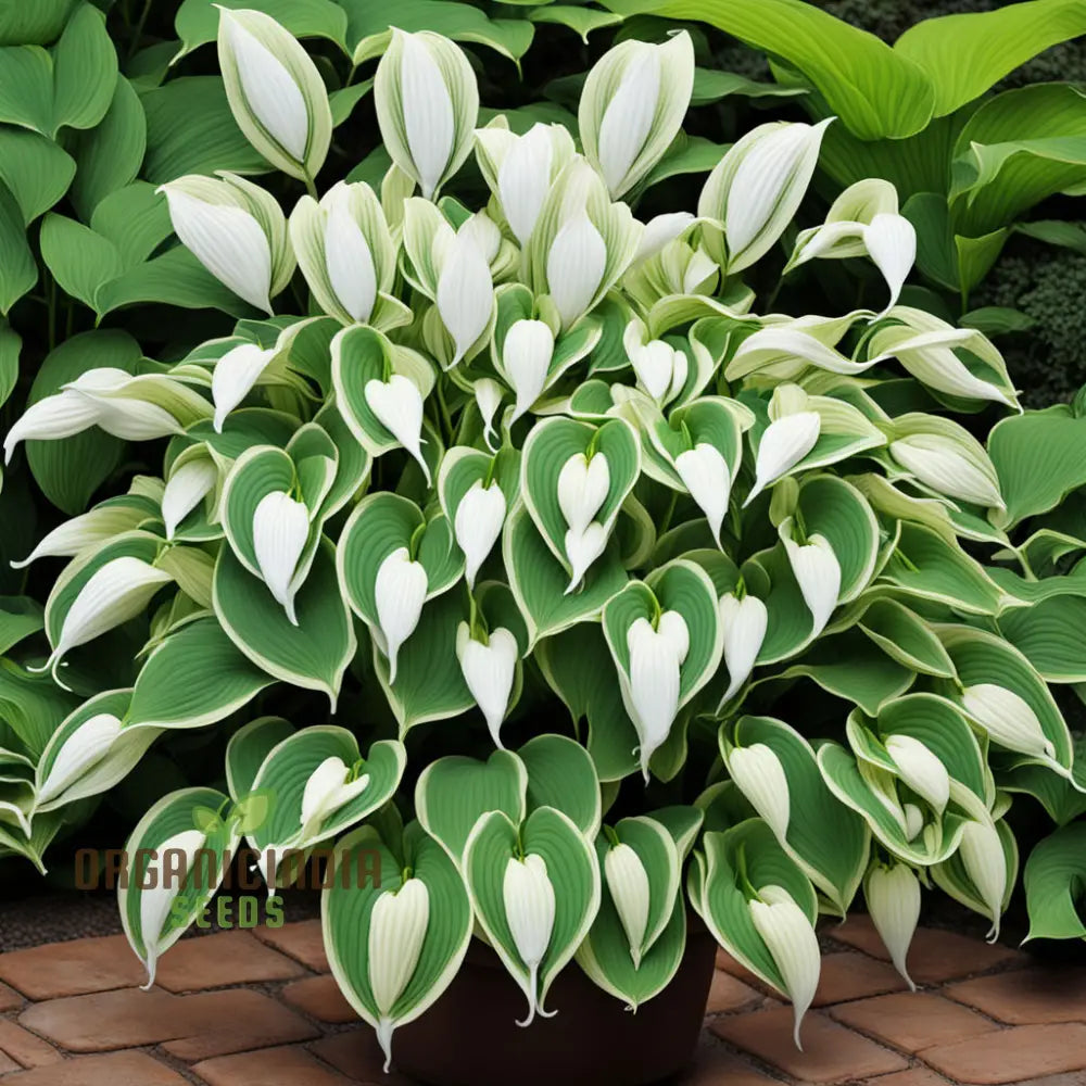 Hosta Lily Flower Seeds – Elevate Your Gardening Experience With Stunning Long-Lasting Blooms