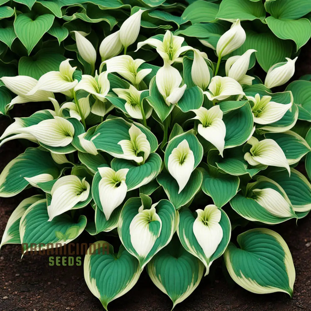 Hosta Lily Flower Seeds â€“ Elevate Your Gardening Experience With Stunning Long-Lasting Blooms