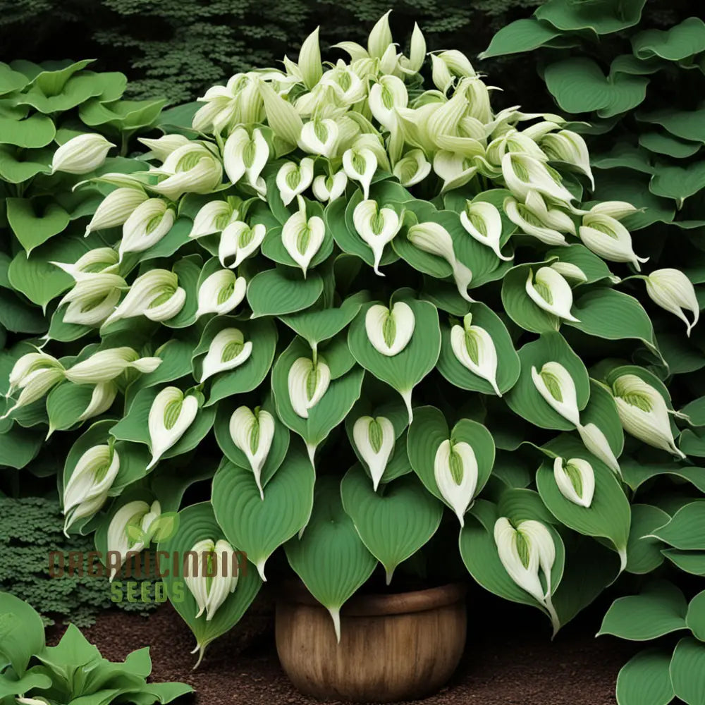 Hosta Lily Flower Seeds â€“ Elevate Your Gardening Experience With Stunning Long-Lasting Blooms