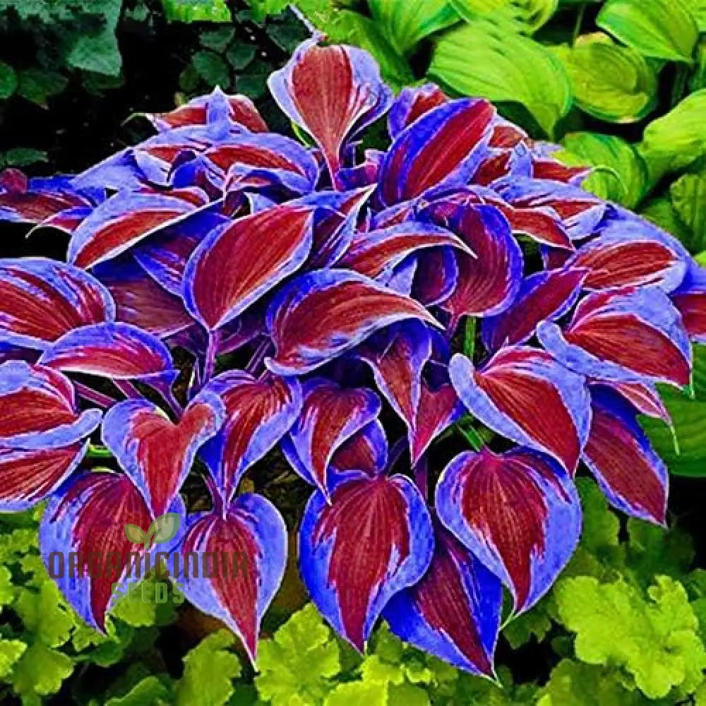 Hosta Seed Bonsai Plant - Rare Blooming Herb Seeds (100 Pcs) Flower Seeds