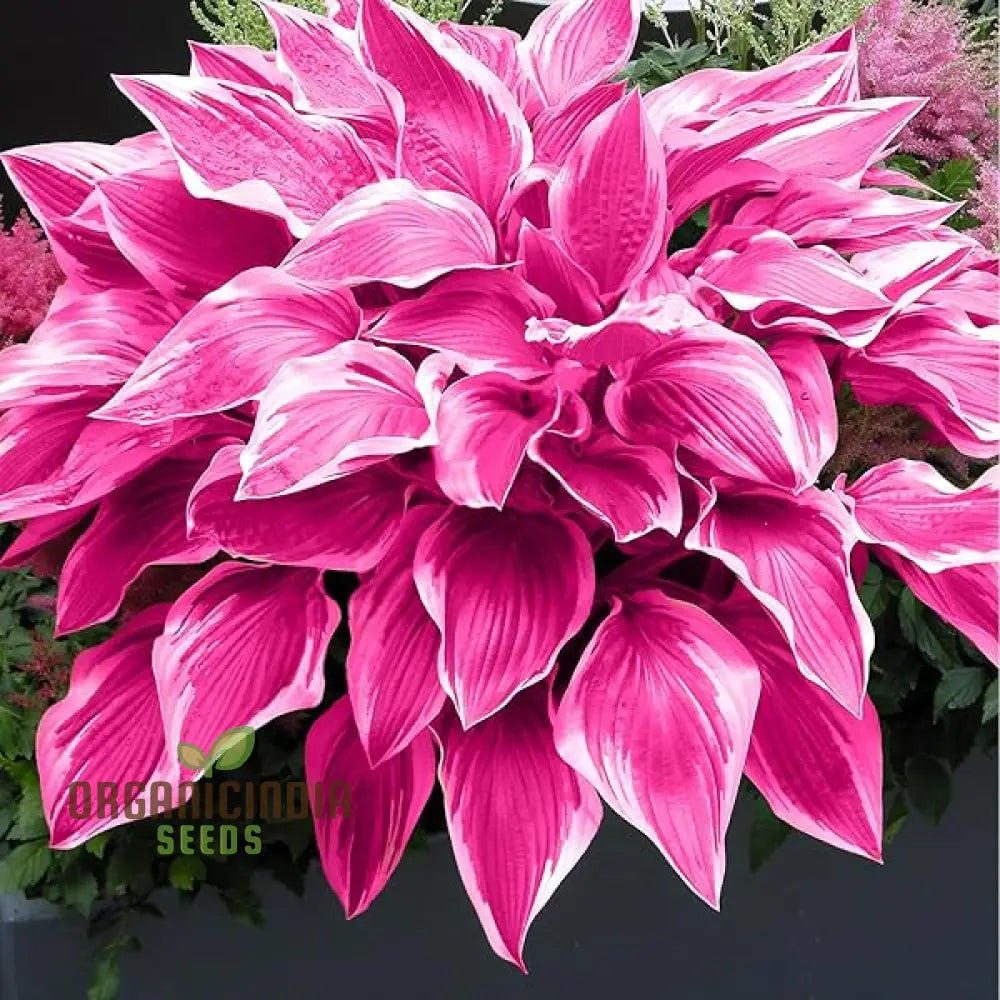 Hosta Seed Bonsai Plant - Rare Blooming Herb Seeds (100 Pcs) Flower Seeds