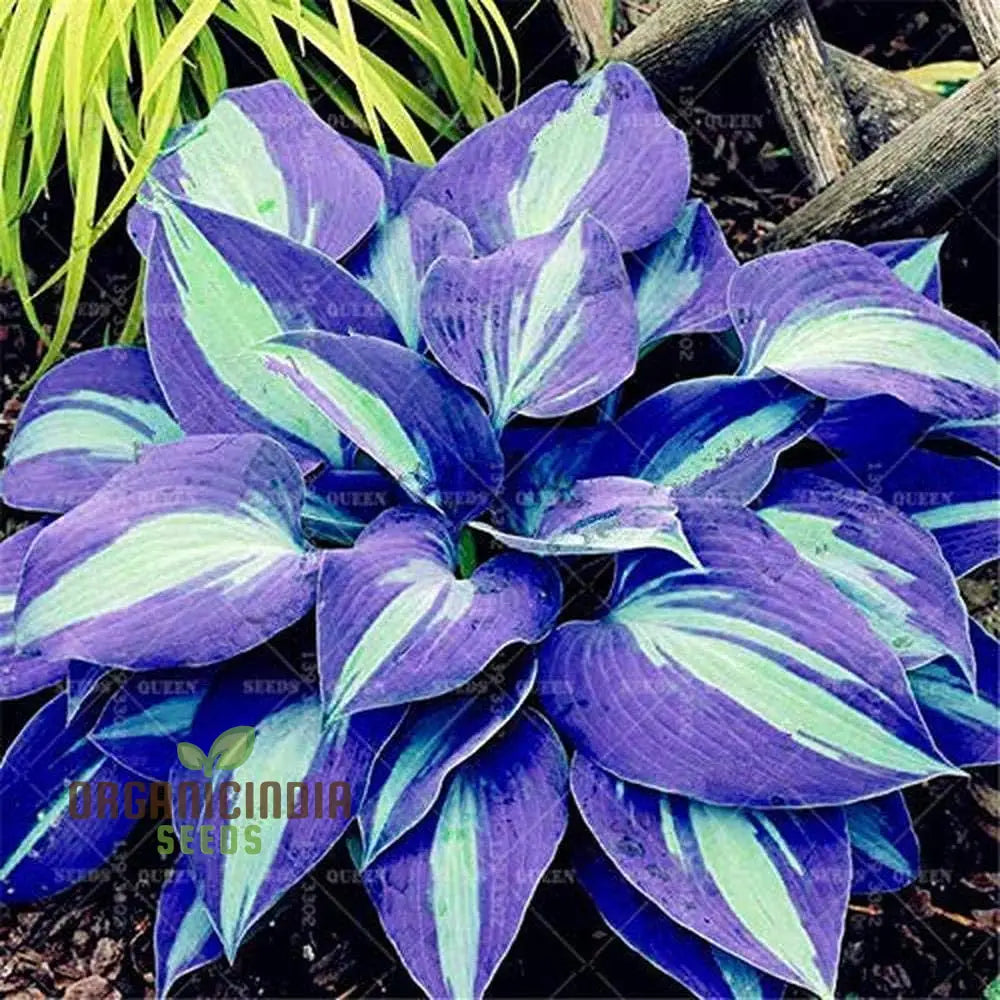 Hosta Seed Bonsai Plant - Rare Blooming Herb Seeds (100 Pcs) Flower Seeds