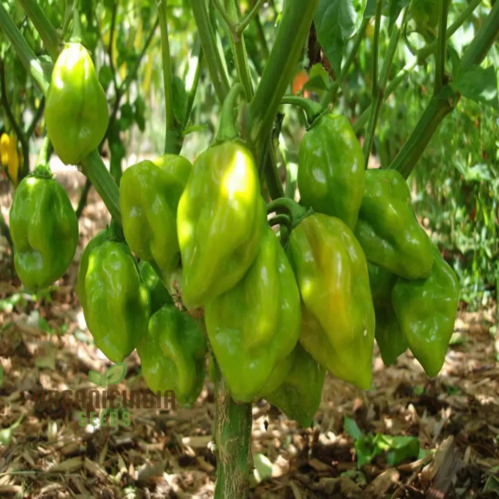 Hot Chilli Pepper ’Habanero Chocolate’ A Detailed Guide To Planting And Growing Fiery Habanero