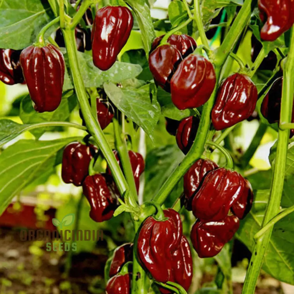 Hot Chilli Pepper ’Habanero Chocolate’ A Detailed Guide To Planting And Growing Fiery Habanero