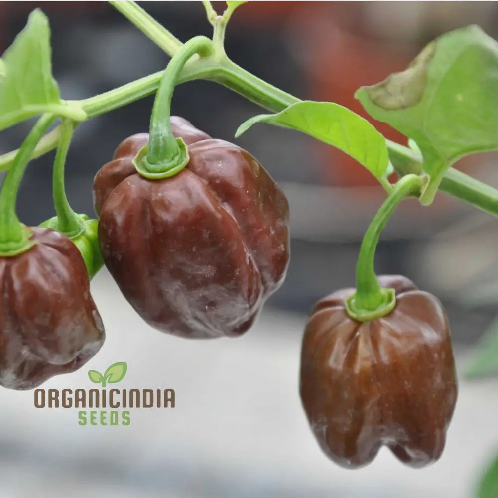 Hot Chilli Pepper â€™Habanero Chocolateâ€™ A Detailed Guide To Planting And Growing Fiery Habanero