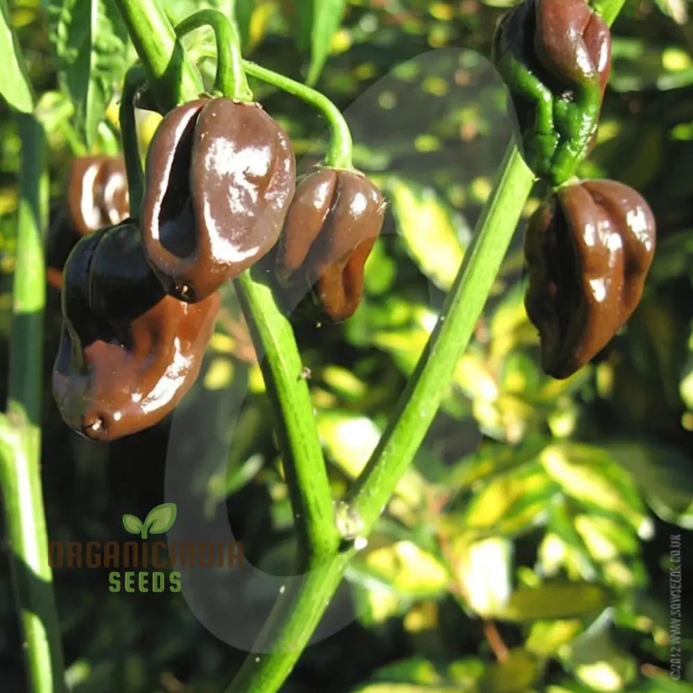 Hot Chilli Pepper ’Habanero Chocolate’ A Detailed Guide To Planting And Growing Fiery Habanero