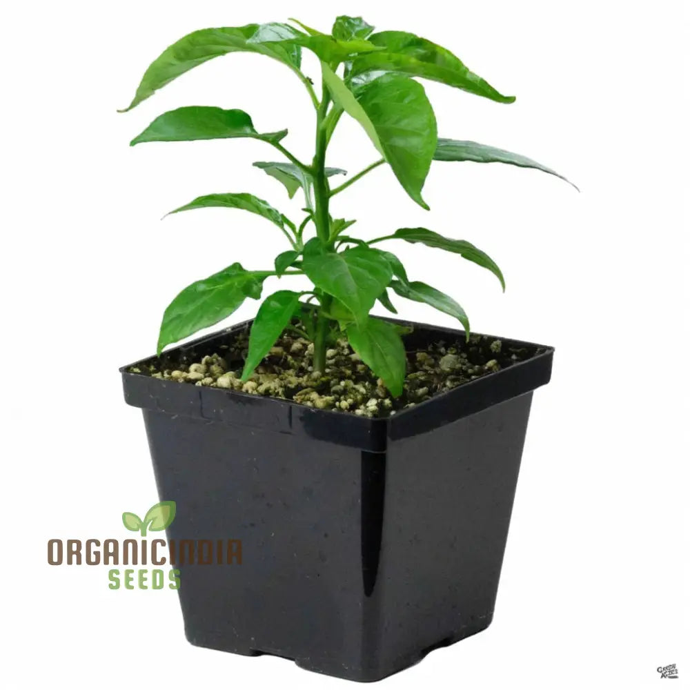 Hot Chilli Pepper â€™Habanero Chocolateâ€™ A Detailed Guide To Planting And Growing Fiery Habanero