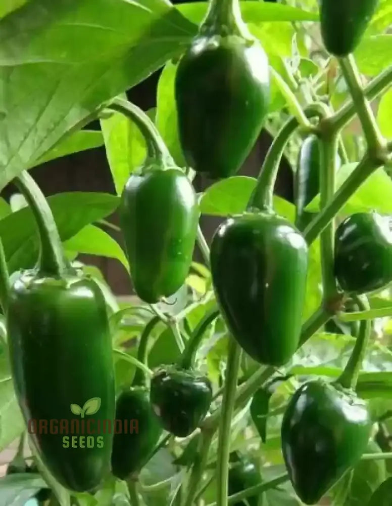 Hot Jalisco F1 Seeds For Planting And Gardening | Premium Quality Organic