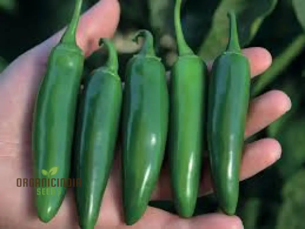 Hot Jalisco F1 Seeds For Planting And Gardening | Premium Quality Organic