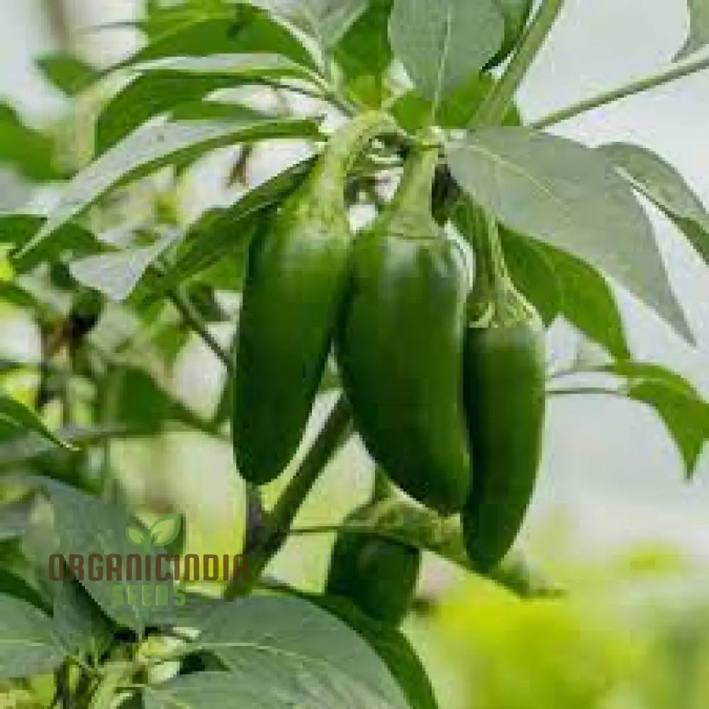 Hot Jalisco F1 Seeds For Planting And Gardening | Premium Quality Organic