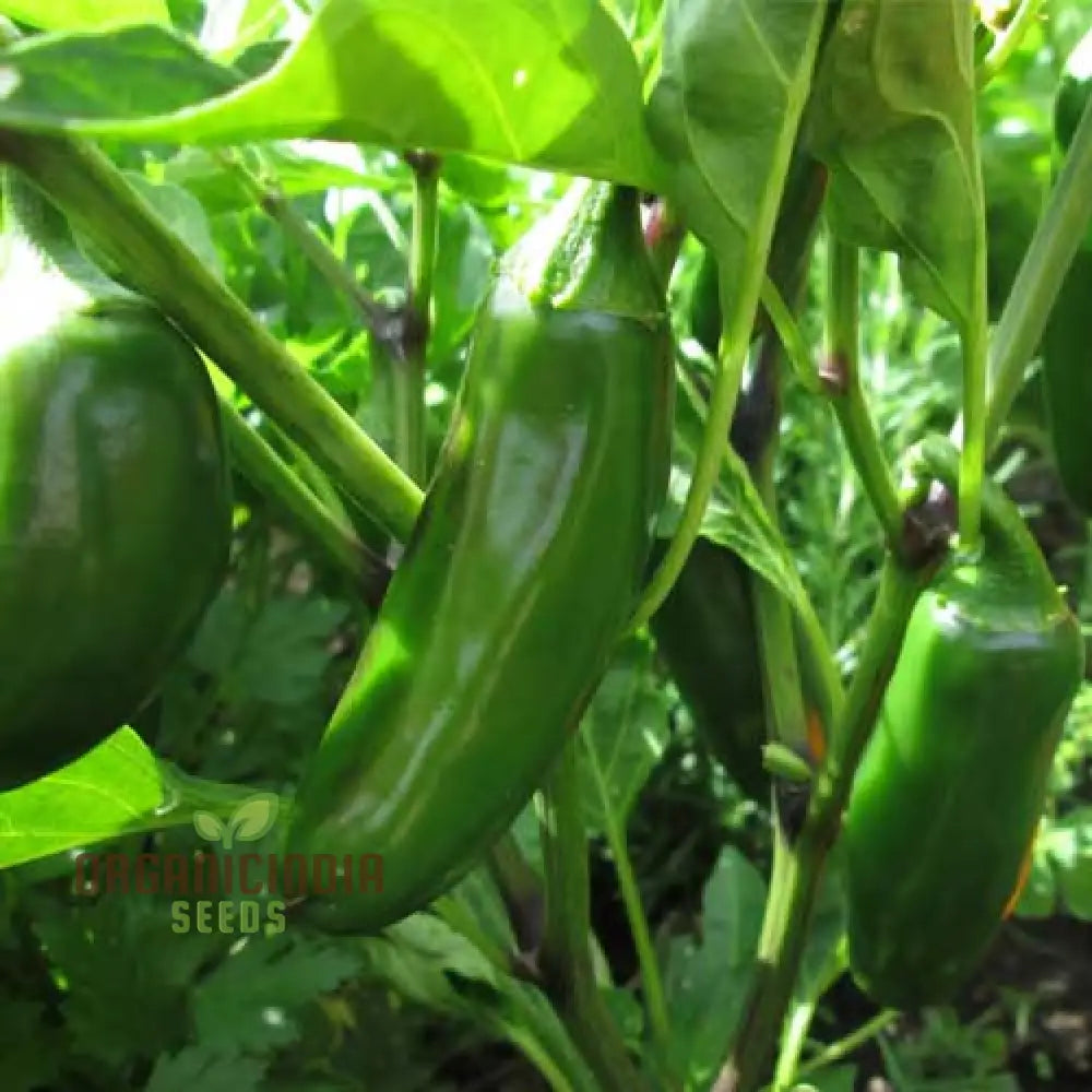 Hot Jalisco F1 Seeds For Planting And Gardening | Premium Quality Organic