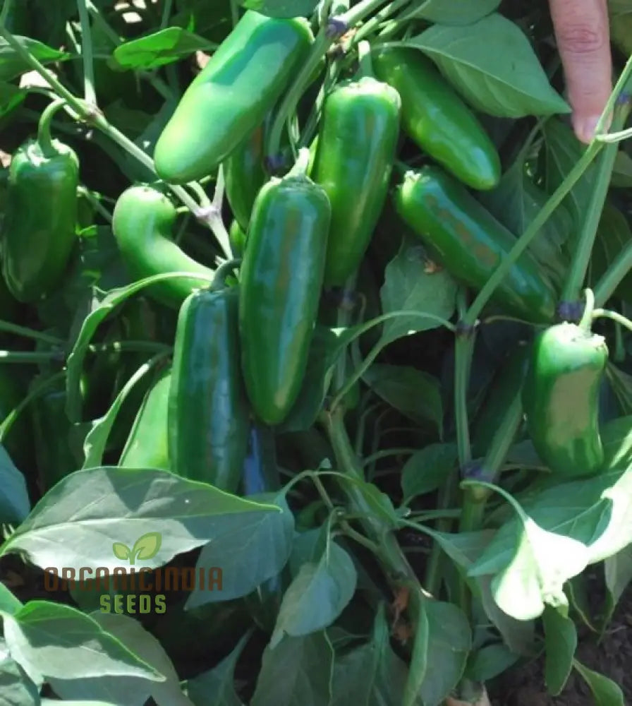 Hot Jalisco F1 Seeds For Planting And Gardening | Premium Quality Organic