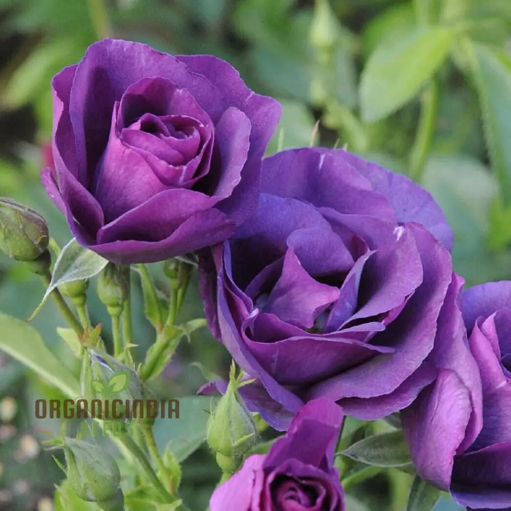 Hot New Purple Rose Flower Seeds Easy To Grow & Maintain China For Stunning Home Gardening