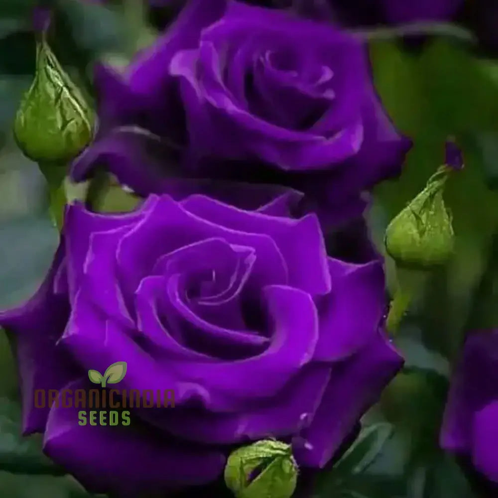 Hot New Purple Rose Flower Seeds Easy To Grow & Maintain China For Stunning Home Gardening