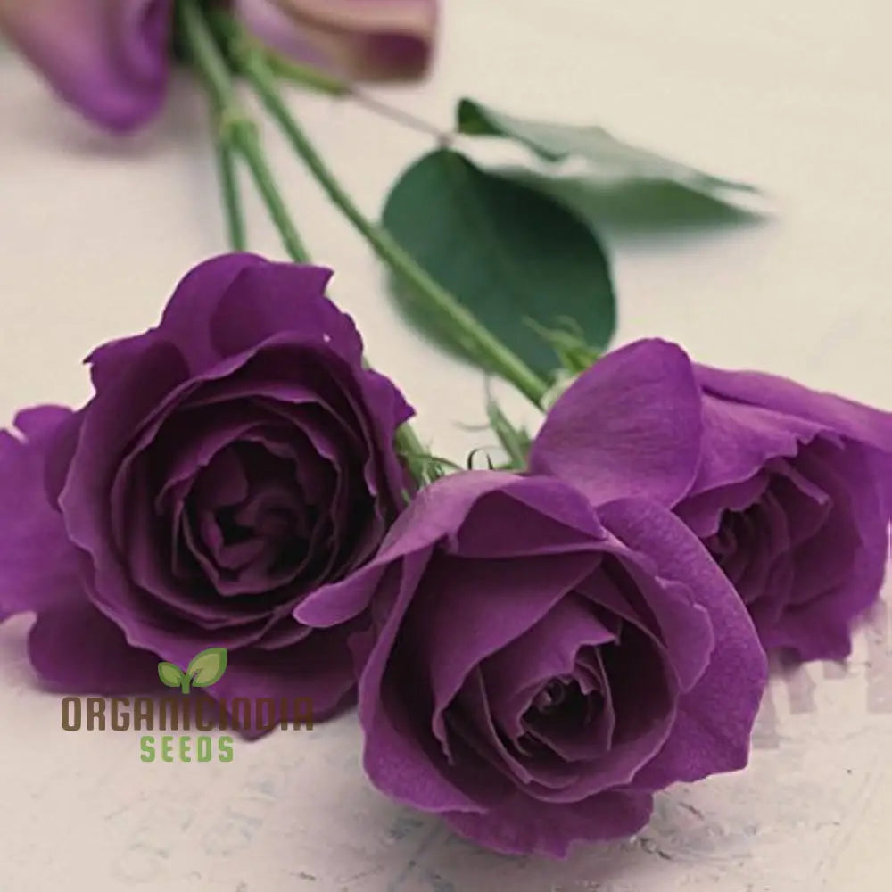 Hot New Purple Rose Flower Seeds Easy To Grow & Maintain China For Stunning Home Gardening