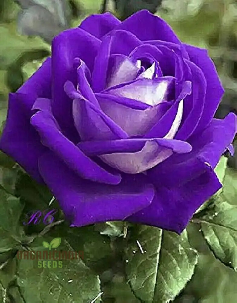 Hot New Purple Rose Flower Seeds Easy To Grow & Maintain China For Stunning Home Gardening