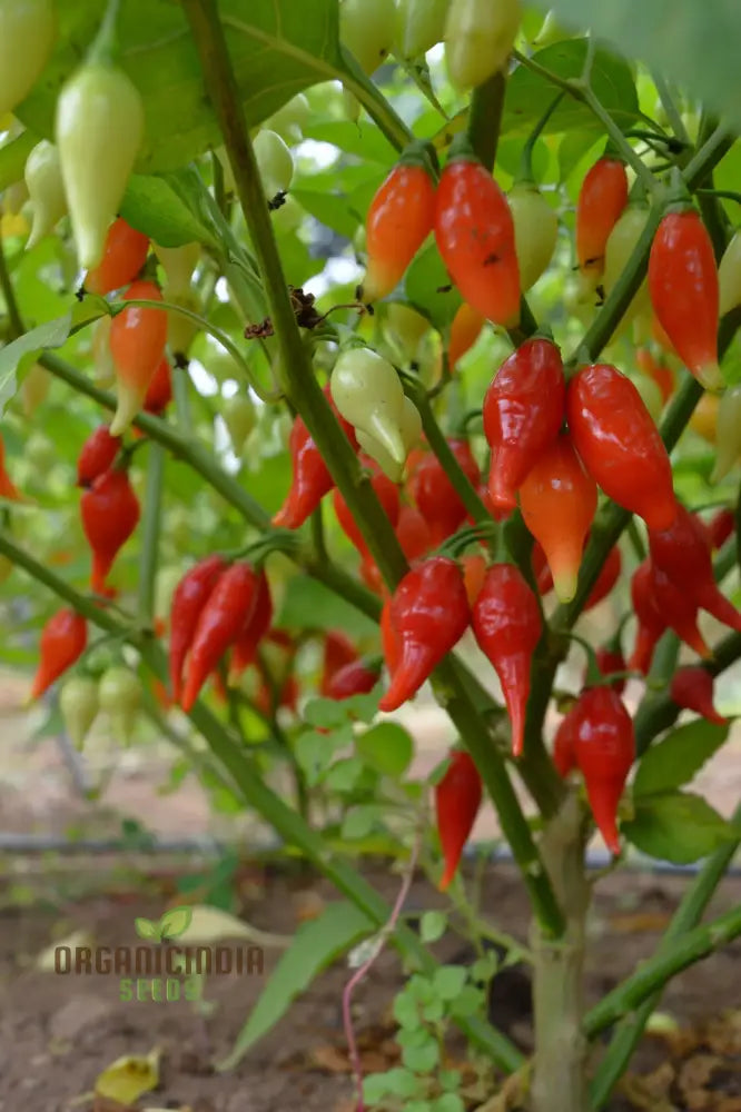 Hot Pepper Biquinho Red Vegetable Seeds For Gardeners Grow Vibrant Spicy Peppers Perfect Home