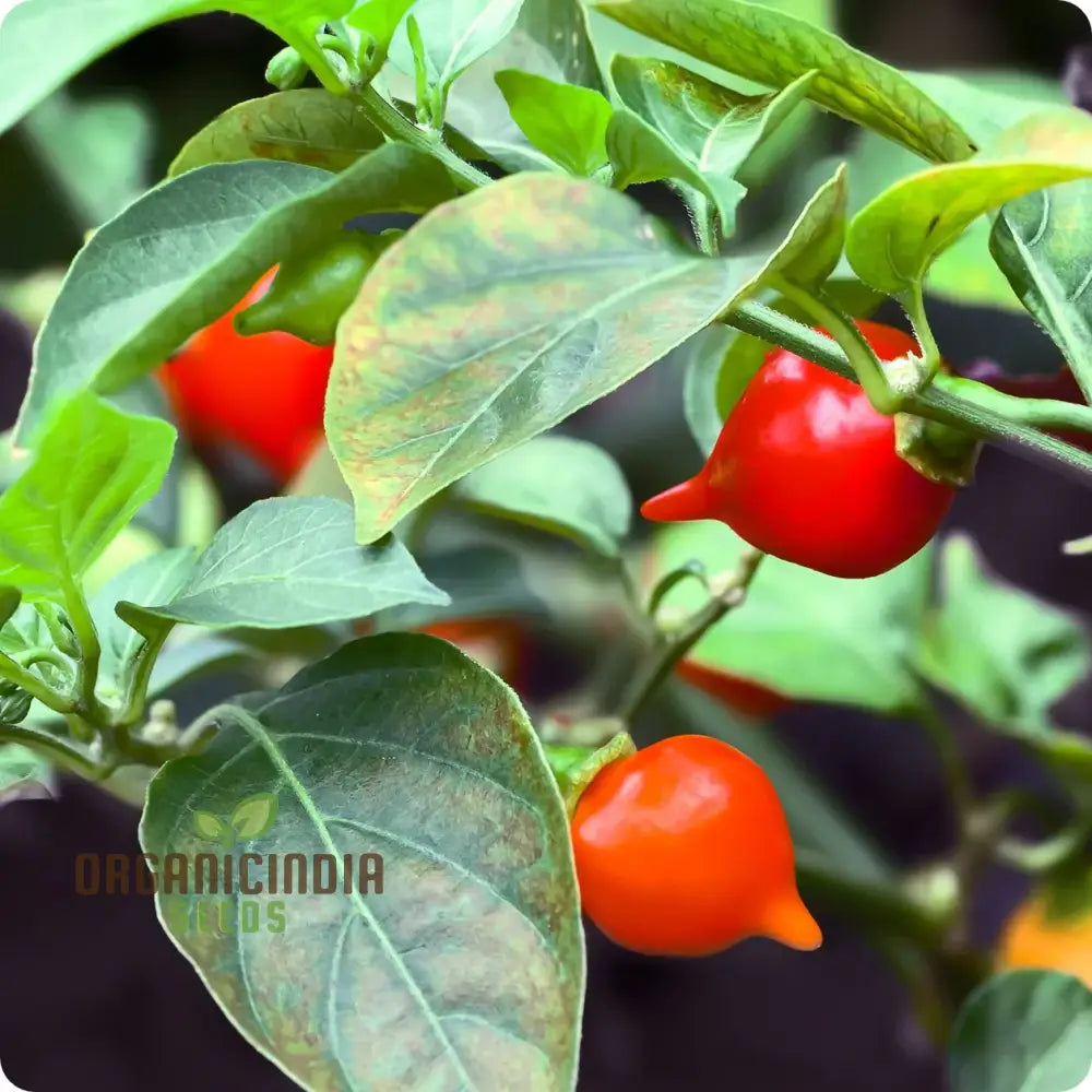 Hot Pepper Biquinho Red Vegetable Seeds For Gardeners Grow Vibrant Spicy Peppers Perfect Home