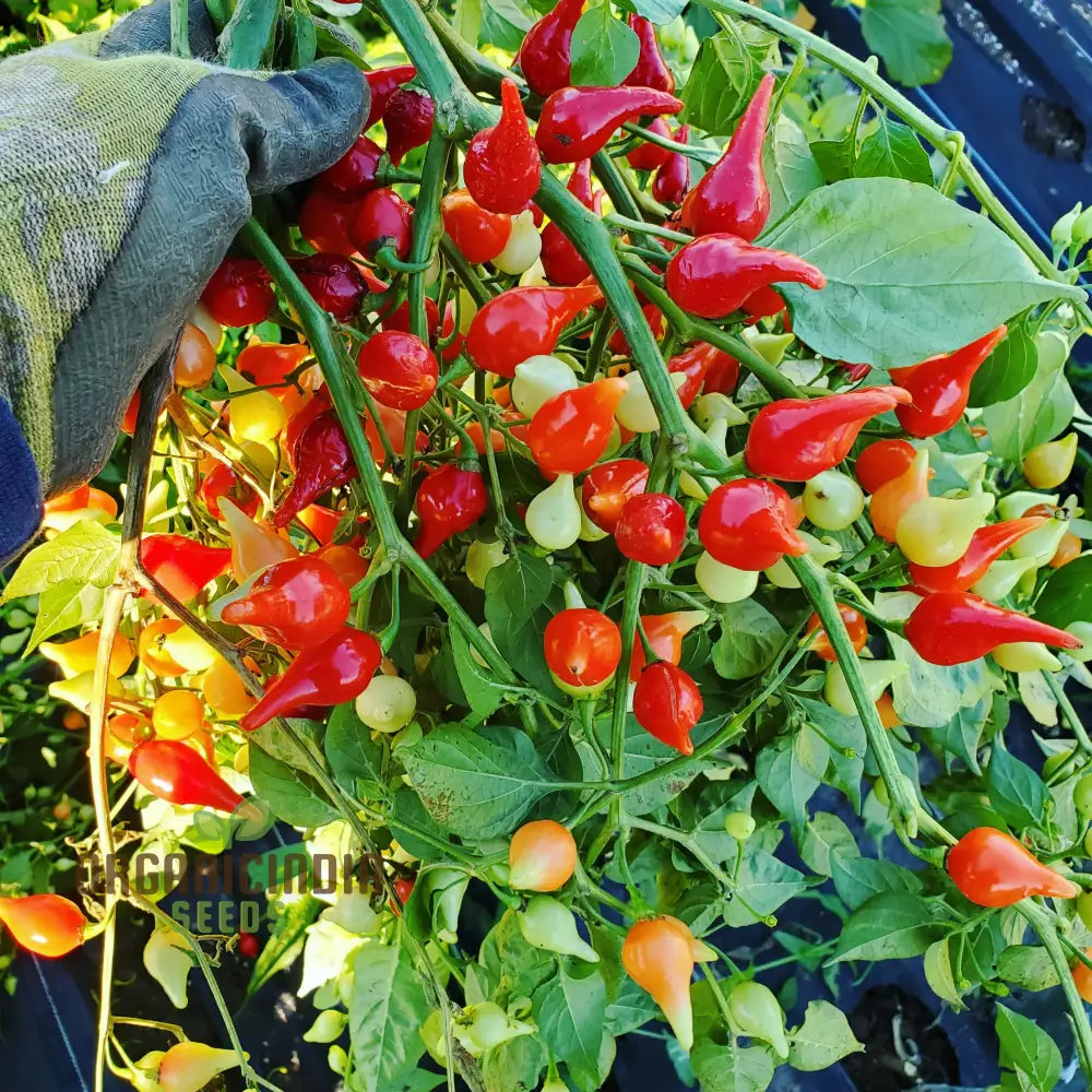 Hot Pepper Biquinho Red Vegetable Seeds For Gardeners Grow Vibrant Spicy Peppers Perfect Home