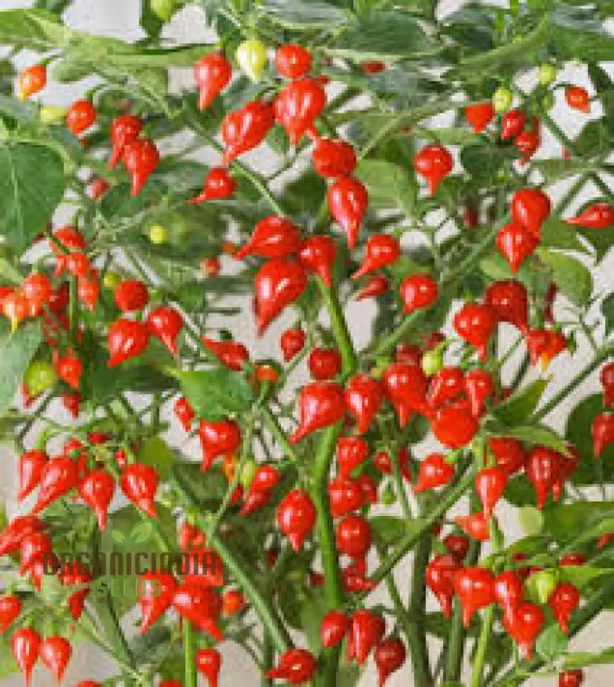 Hot Pepper Biquinho Red Vegetable Seeds For Gardeners Grow Vibrant Spicy Peppers Perfect Home