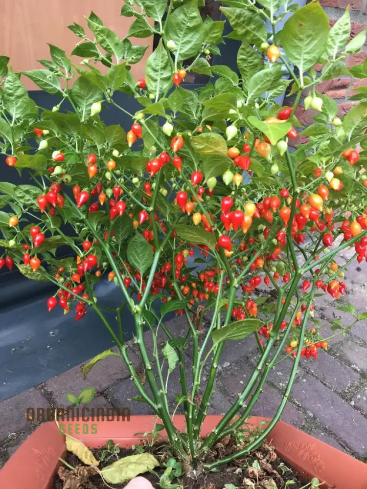 Hot Pepper Biquinho Red Vegetable Seeds For Gardeners Grow Vibrant Spicy Peppers Perfect Home