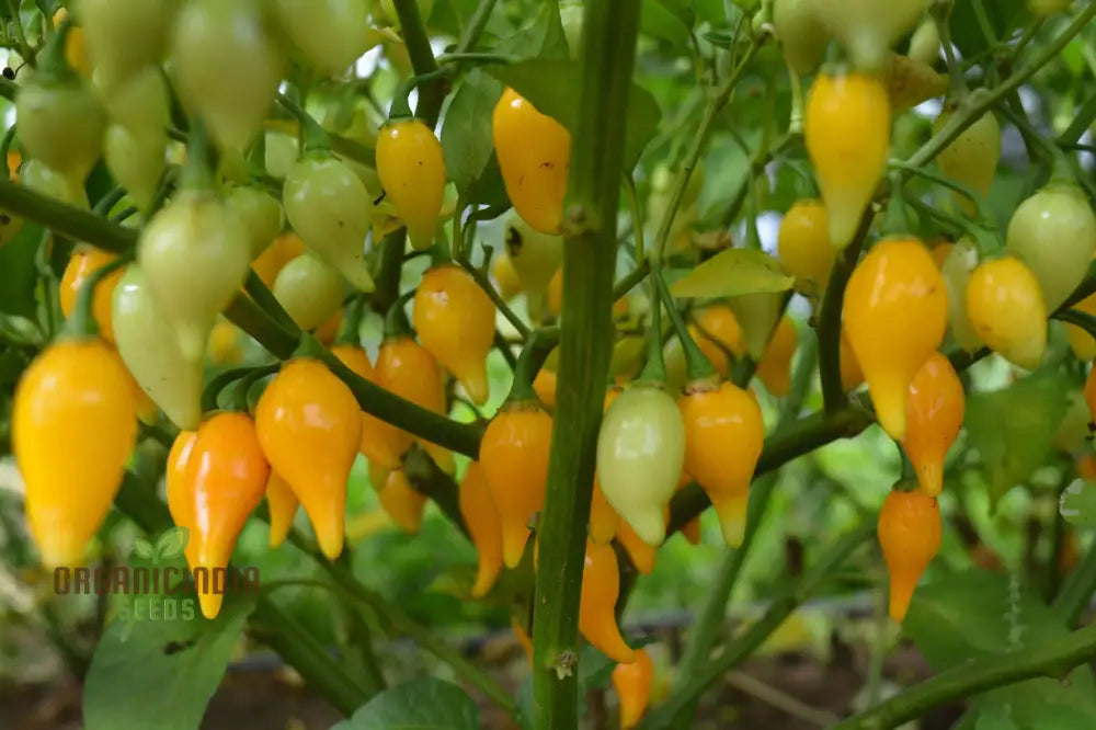 Hot Pepper Biquinho Yellow Seeds – Elevate Your Gardening With Bold Flavorful Harvests!