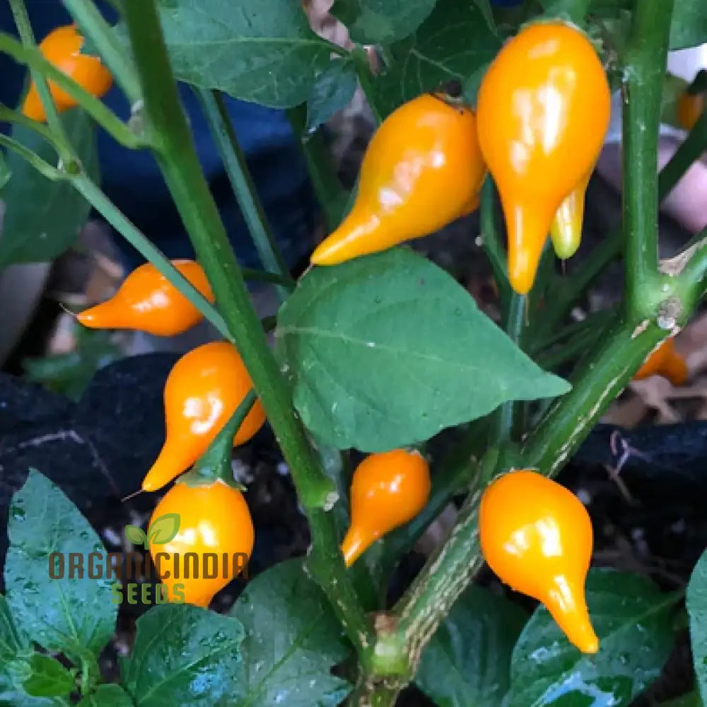 Hot Pepper Biquinho Yellow Seeds – Elevate Your Gardening With Bold Flavorful Harvests!