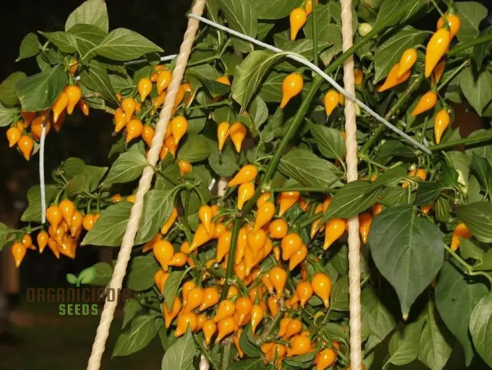 Hot Pepper Biquinho Yellow Seeds – Elevate Your Gardening With Bold Flavorful Harvests!