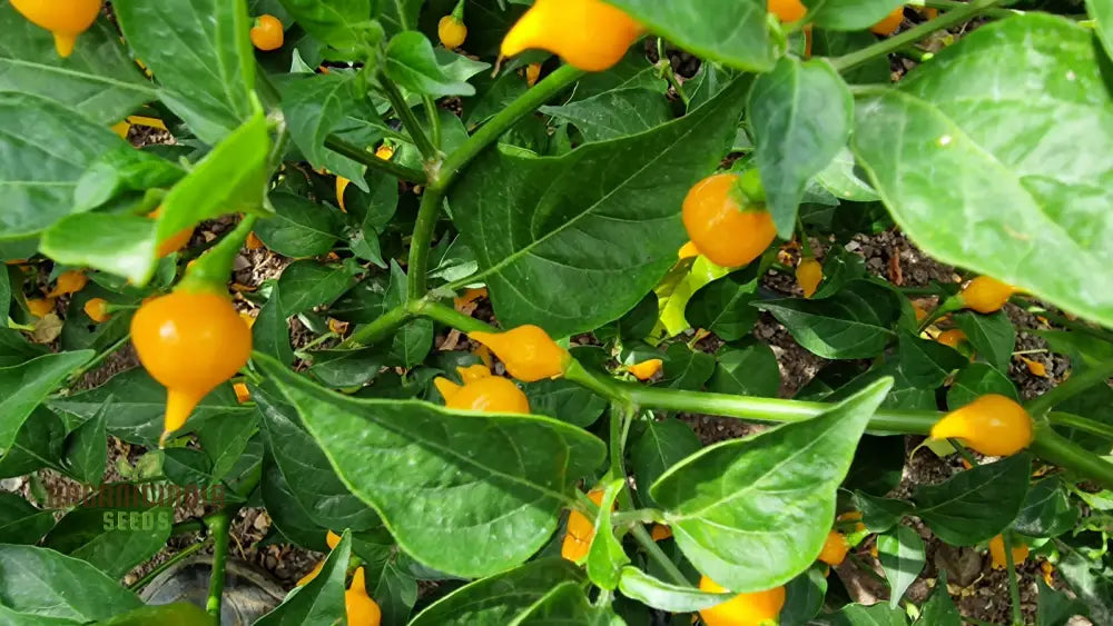 Hot Pepper Biquinho Yellow Seeds – Elevate Your Gardening With Bold Flavorful Harvests!