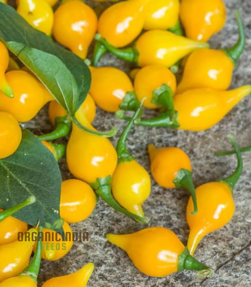 Hot Pepper Biquinho Yellow Seeds – Elevate Your Gardening With Bold Flavorful Harvests!