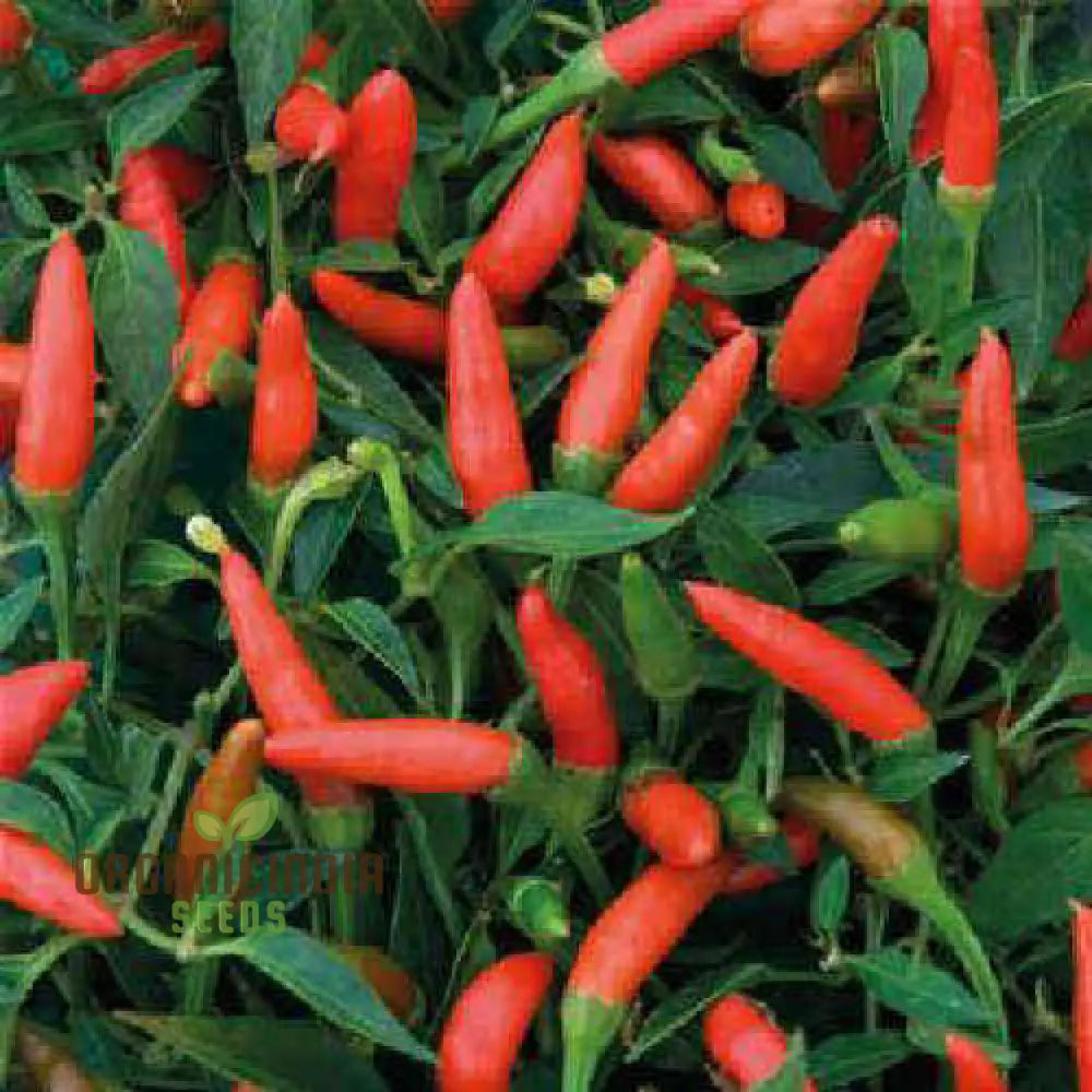 Hot Pepper Demon Red Vegetable Seeds For Planting Premium Quality Home Gardening