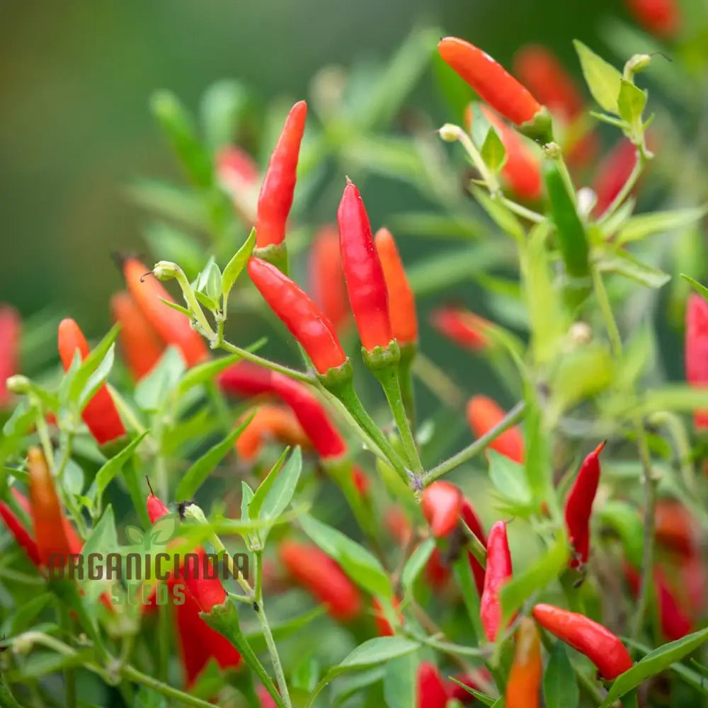 Hot Pepper Demon Red Vegetable Seeds For Planting Premium Quality Home Gardening