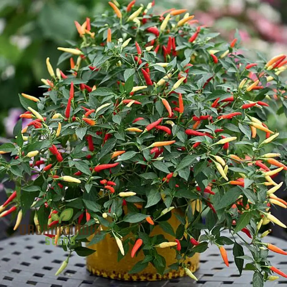 Hot Pepper Demon Red Vegetable Seeds For Planting Premium Quality Home Gardening