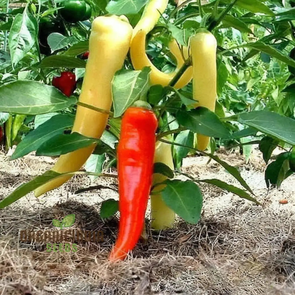 Hot Pepper F1 Hybrid Vegetable Seeds Expert Planting And Gardening Tips For A Fiery Harvest