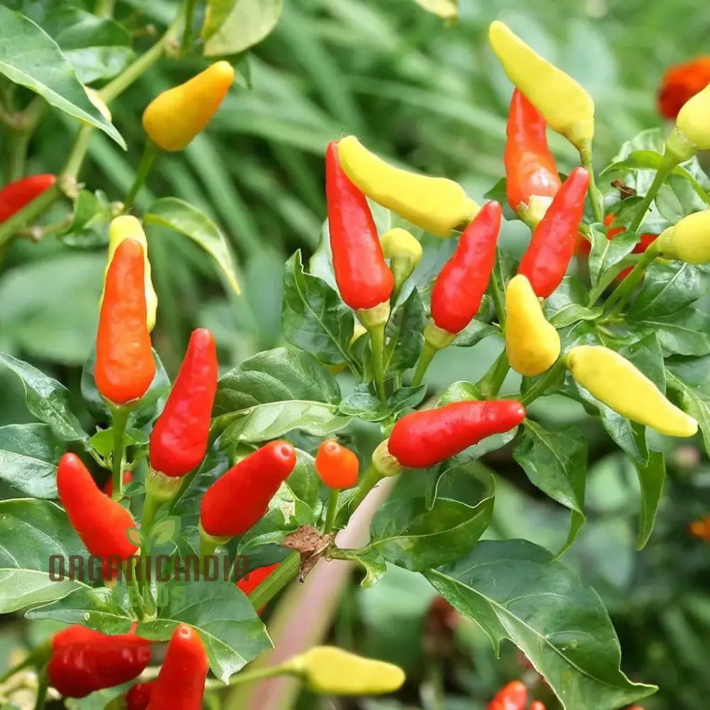 Hot Pepper F1 Hybrid Vegetable Seeds Expert Planting And Gardening Tips For A Fiery Harvest