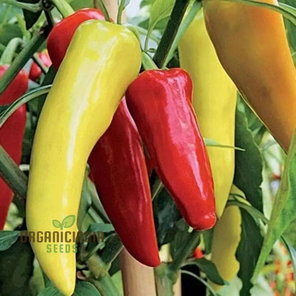 Hot Pepper F1 Hybrid Vegetable Seeds Expert Planting And Gardening Tips For A Fiery Harvest