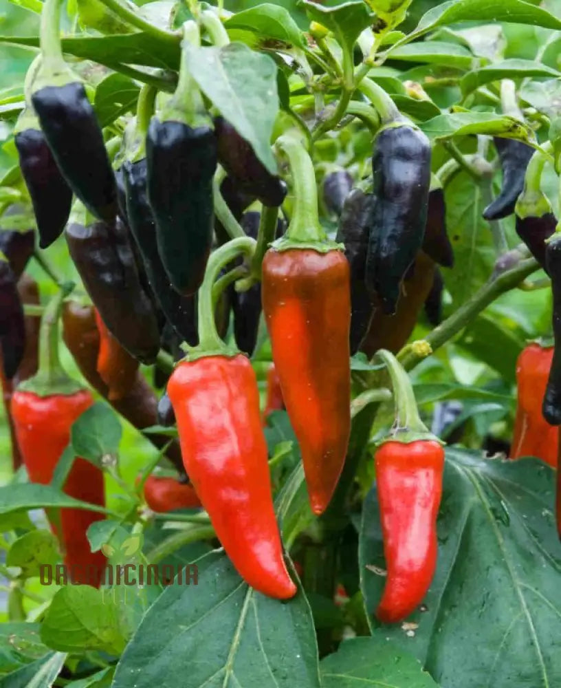 Hot Pepper Gusto Purple Seeds – Cultivate Vibrant Flavorful Peppers For A Bold Harvest!