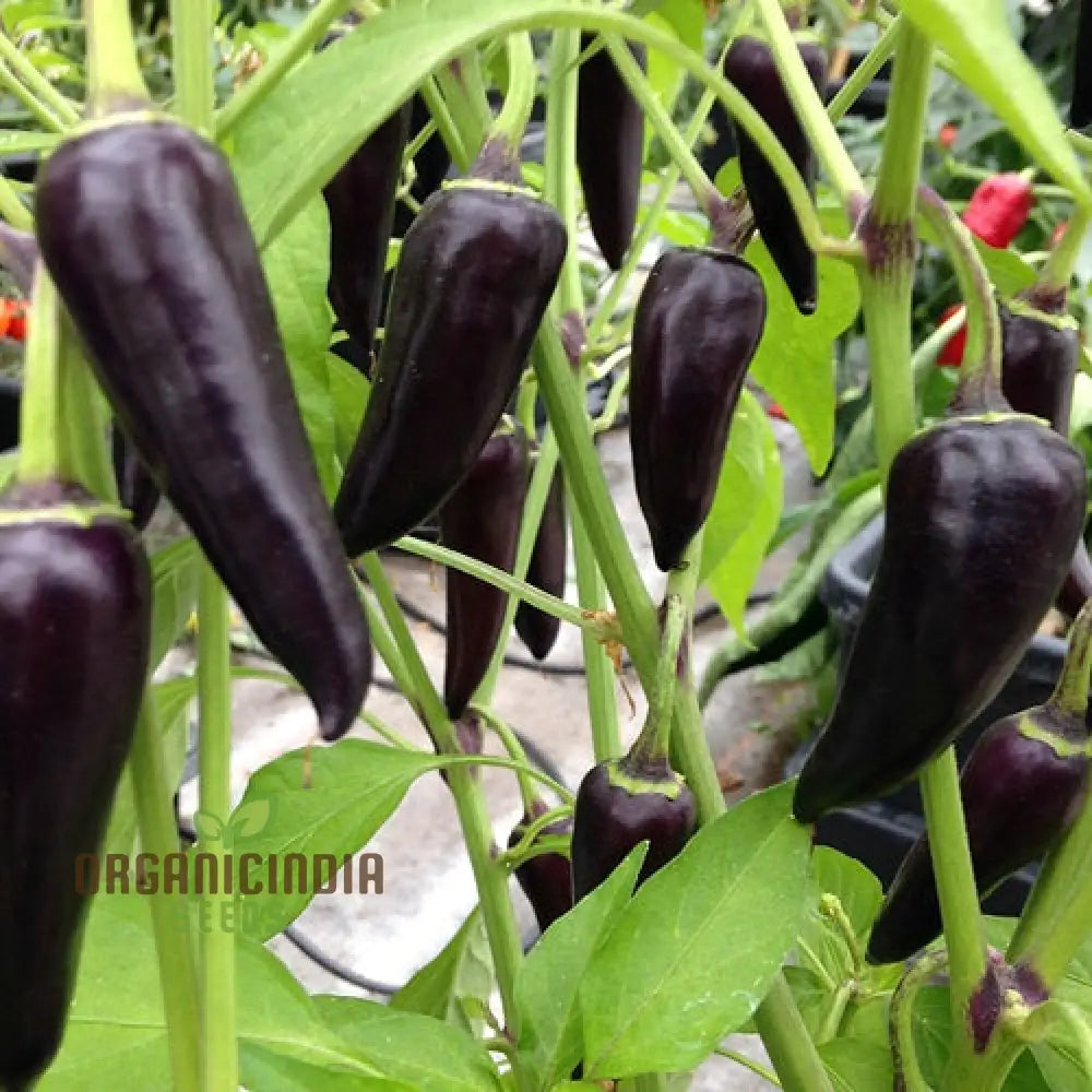 Hot Pepper Gusto Purple Seeds – Cultivate Vibrant Flavorful Peppers For A Bold Harvest!