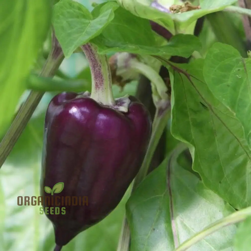 Hot Pepper Gusto Purple Seeds – Cultivate Vibrant Flavorful Peppers For A Bold Harvest!