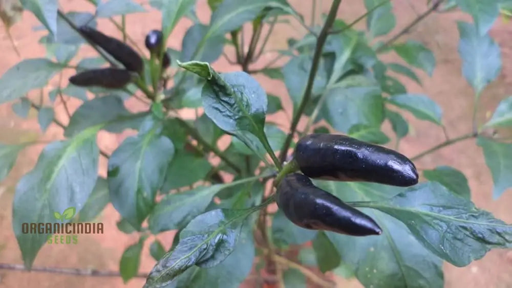 Hot Pepper - Pot Black Seeds – Elevate Your Gardening With Bold Fiery Harvests And Unique