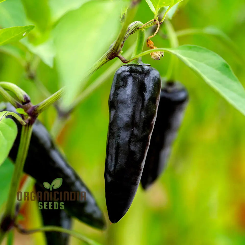 Hot Pepper - Pot Black Seeds – Elevate Your Gardening With Bold Fiery Harvests And Unique