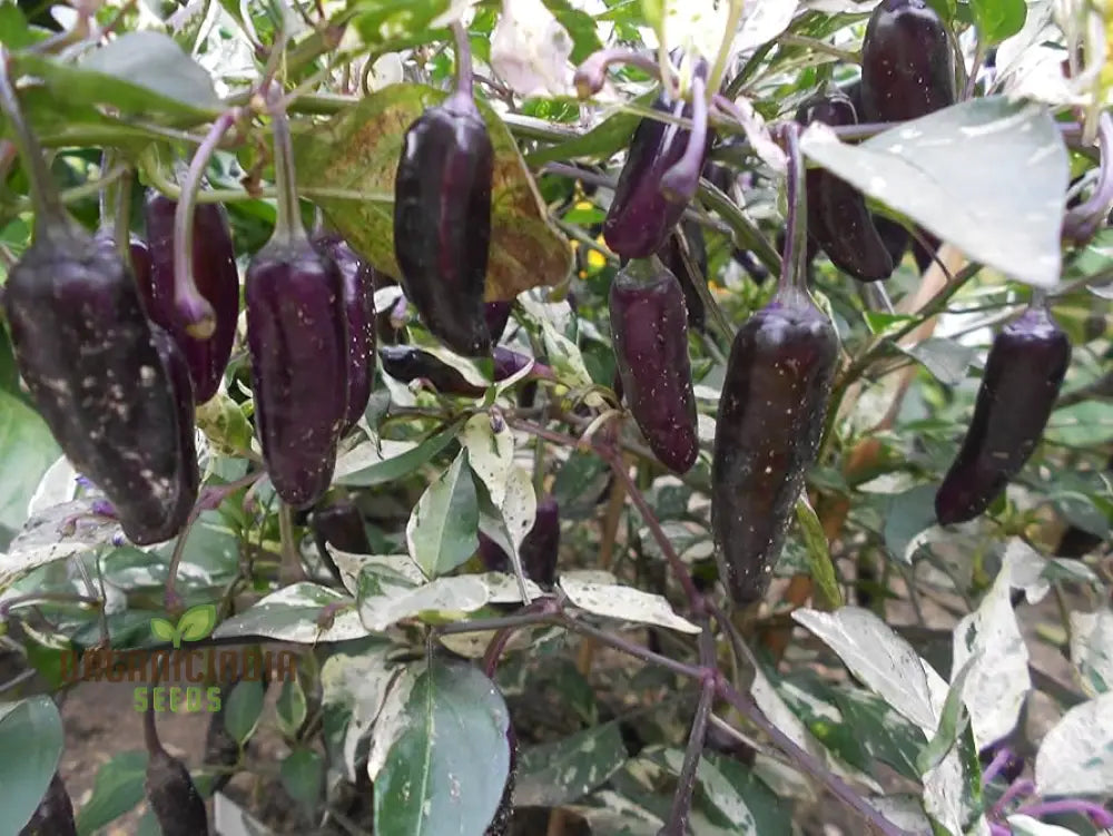 Hot Pepper - Pot Black Seeds – Elevate Your Gardening With Bold Fiery Harvests And Unique