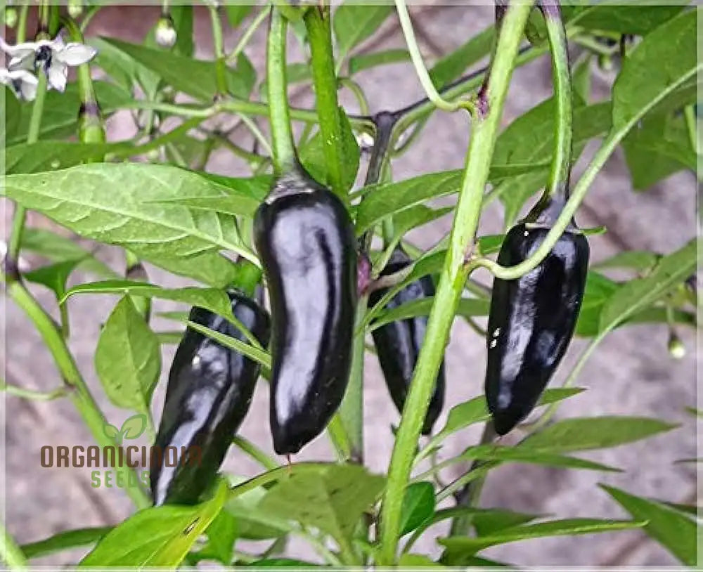 Hot Pepper - Pot Black Seeds – Elevate Your Gardening With Bold Fiery Harvests And Unique