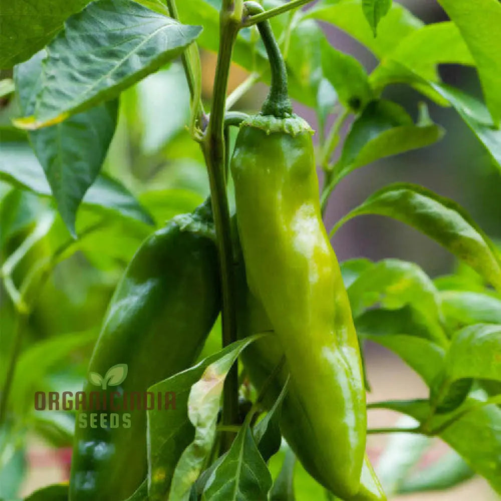 Hot Pepper Seeds - Anaheim Chili For Vibrant Flowers | Ideal Planting In Your Garden